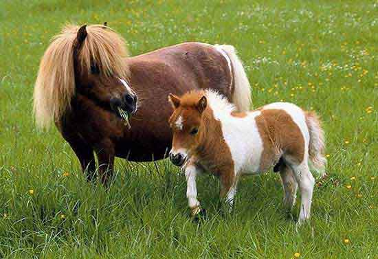 FALABELLA